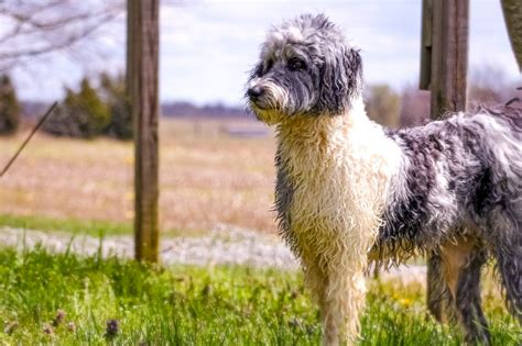 As one of the most popular domestic dog breeds in the United States, the golden retriever was an obvious choice for crossbreeding with the . . Cattle doodle breeders